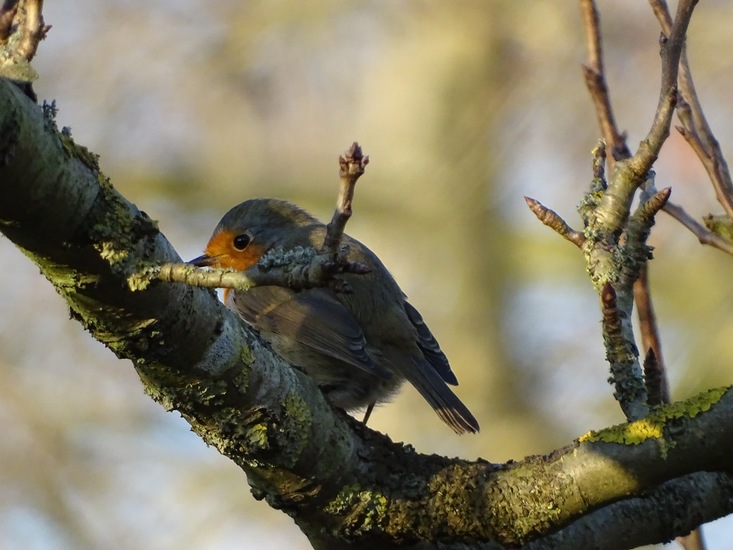 Ken en Geniet, Dongen.