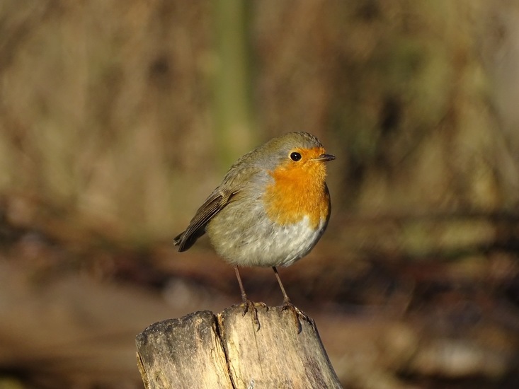 Ken en Geniet, Dongen.