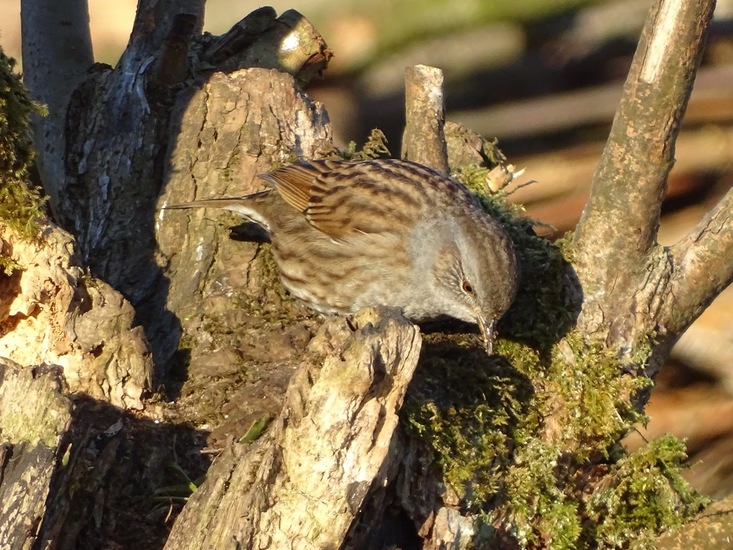 Ken en Geniet, Dongen.
