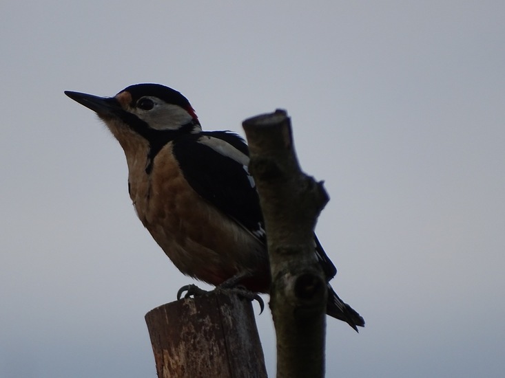 Ken en Geniet, Dongen.