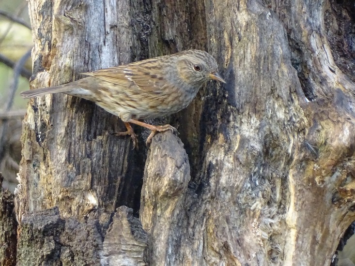 Ken en Geniet, Dongen.