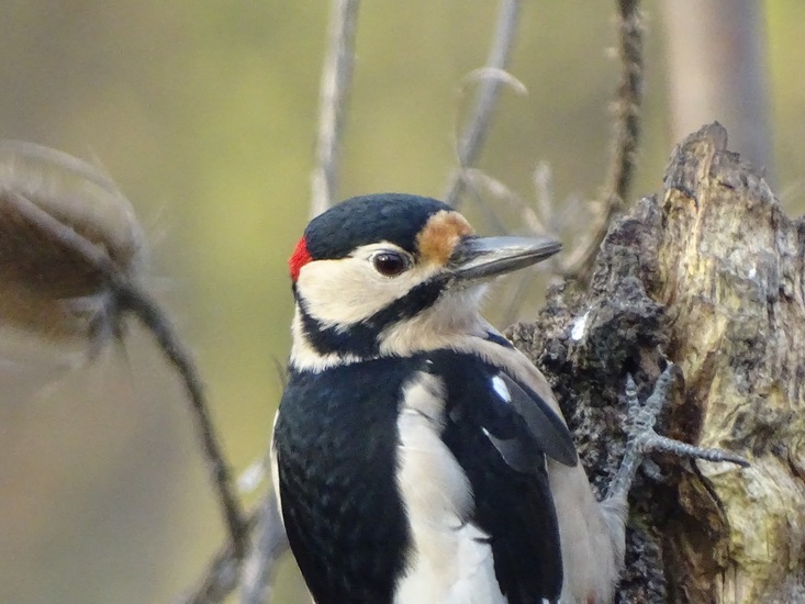 Ken en Geniet, Dongen.