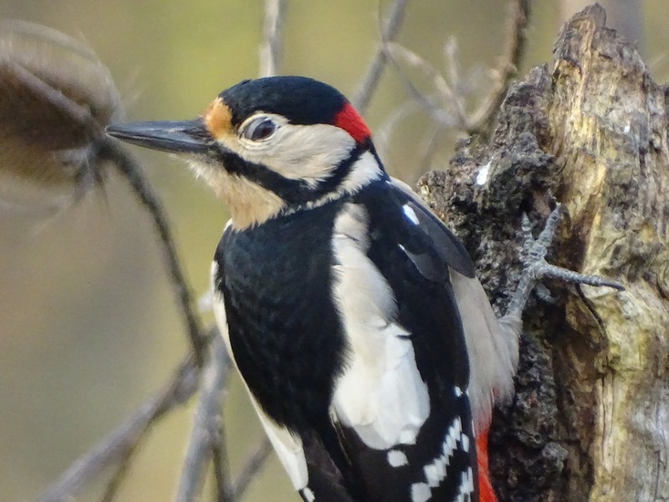 Ken en Geniet, Dongen.