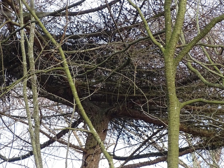 Groot nest.