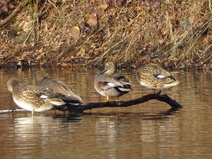 Twee mannetjes, twee vrouwtjes.