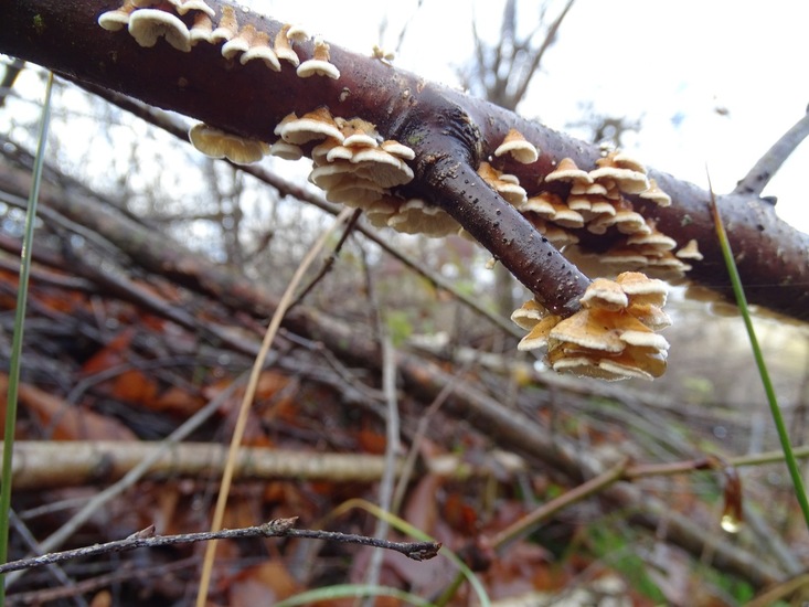 Plooivlieswaaiertje.