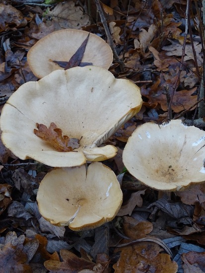 Roodbruin schijnridderzwam.