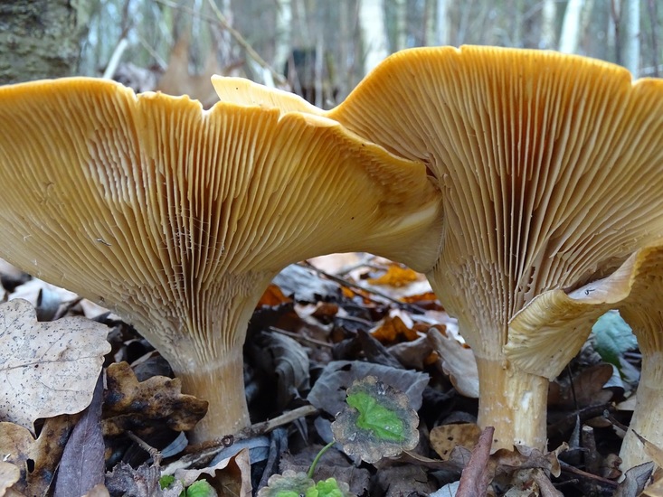 Roodbruin schijnridderzwam.