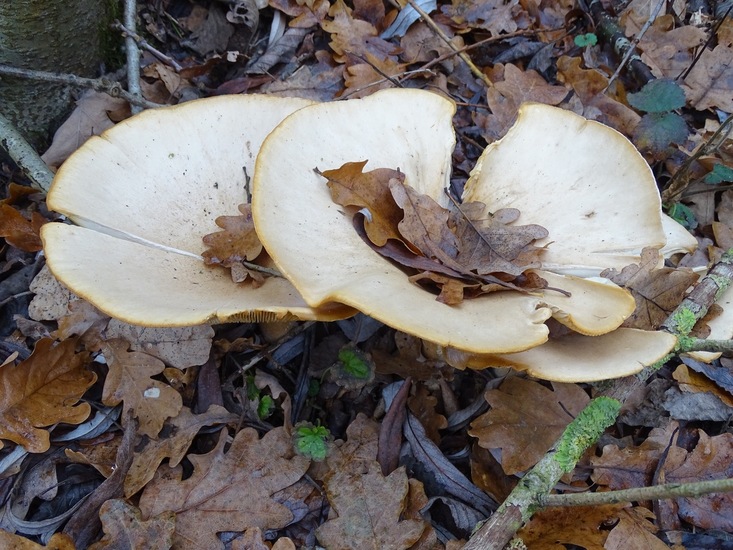 Roodbruin schijnridderzwam.