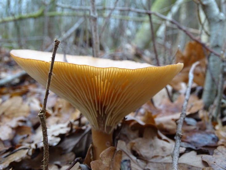 Roodbruin schijnridderzwam.