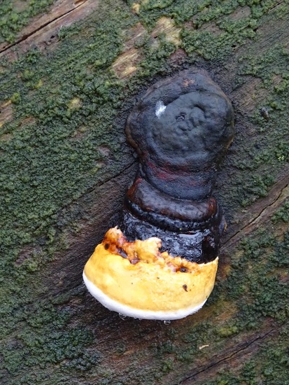 Roodgerande houtzwam.