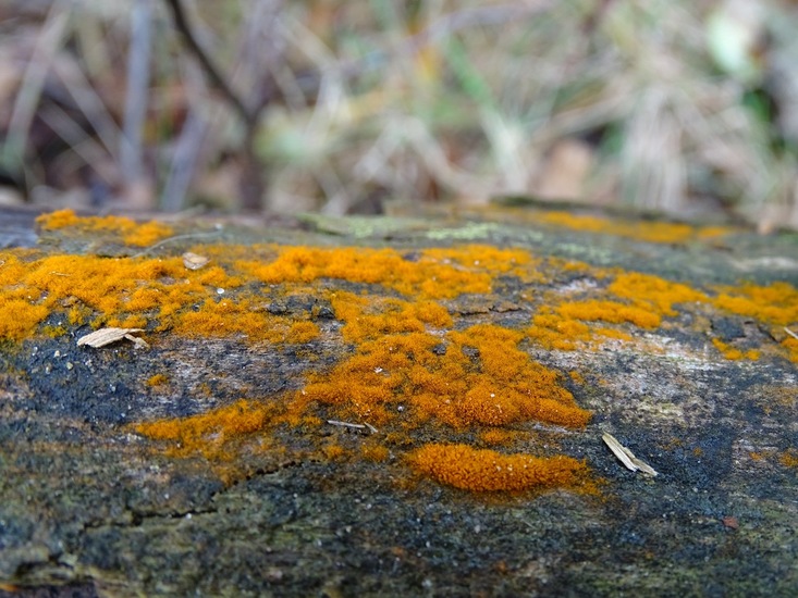 Korstmos of algensoort?