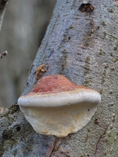 Roodgerande houtzwam.