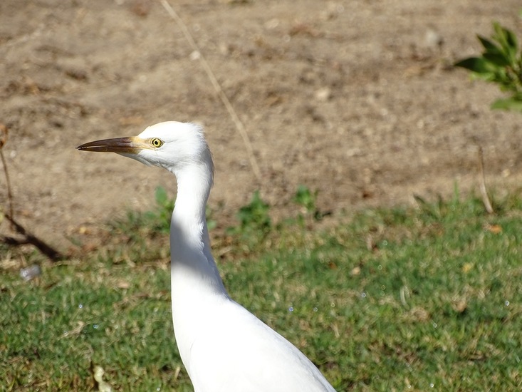Koereiger Egypte.