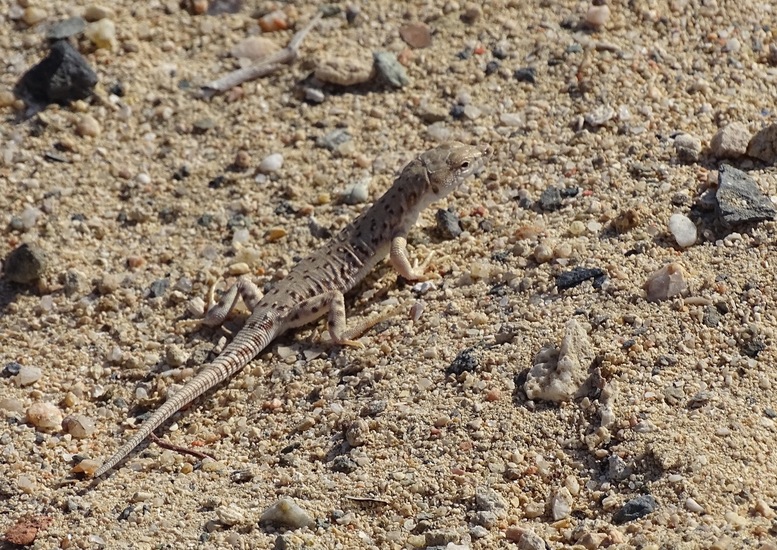 Messelina Rubropunctata.