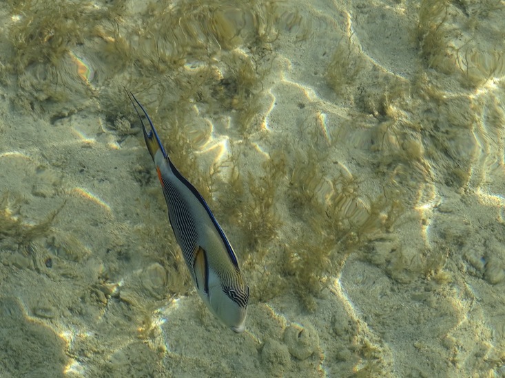 Acanthurus Sohal.