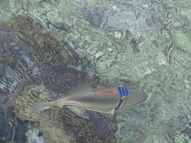 Picasso trekkervis, Rhinecanthus aculeatus.