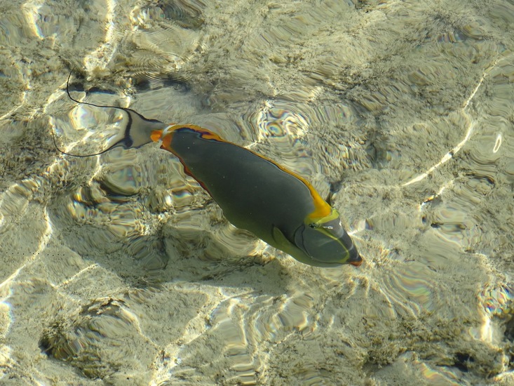 Sub-family – Unicornfish