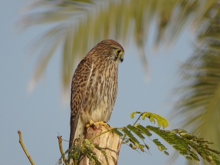 Hotel The Tree Corners.