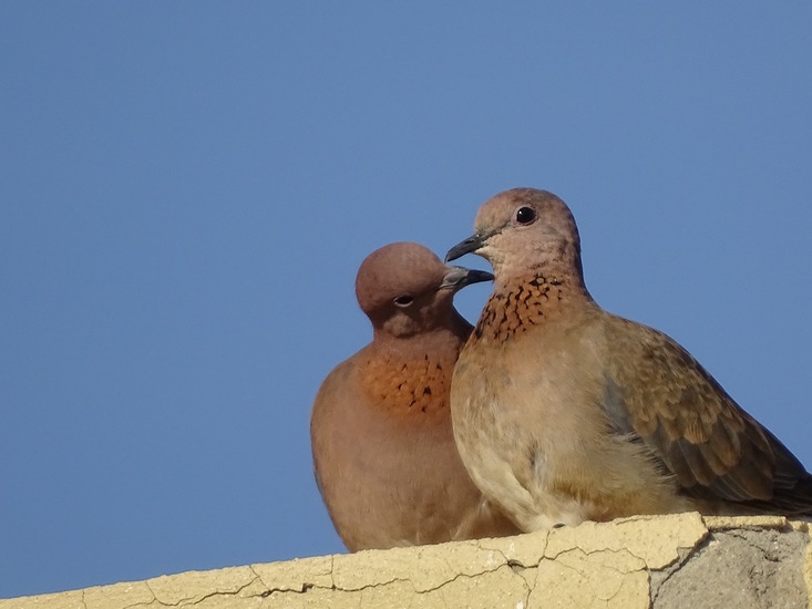 Afrikaanse Tortelduif.
