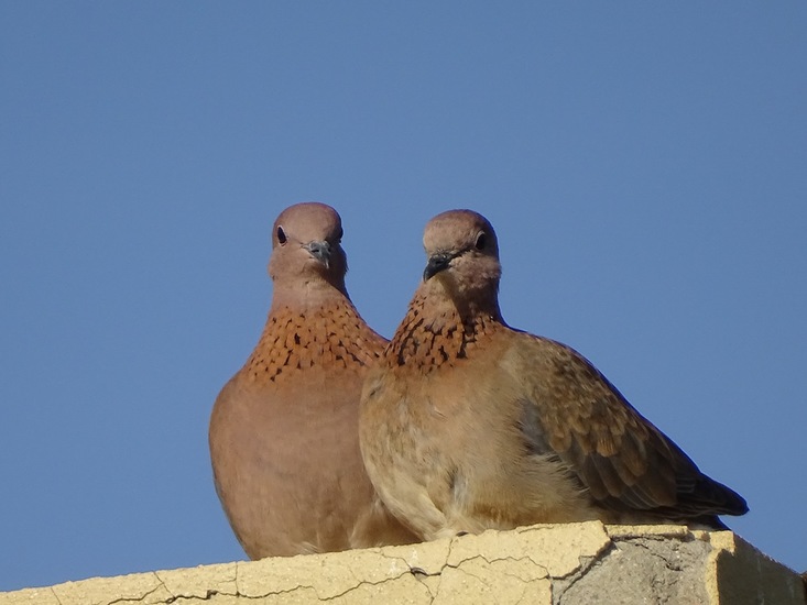 Hotel The Tree Corners.