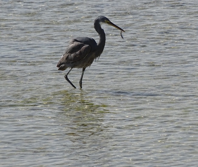 Westelijke Rifreiger.