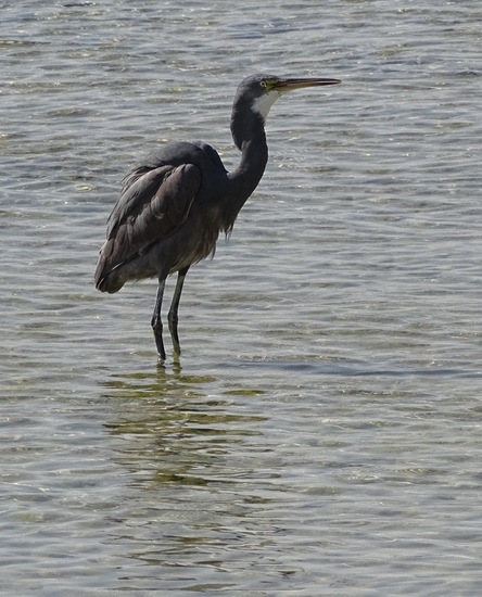 Westelijke Rifreiger.