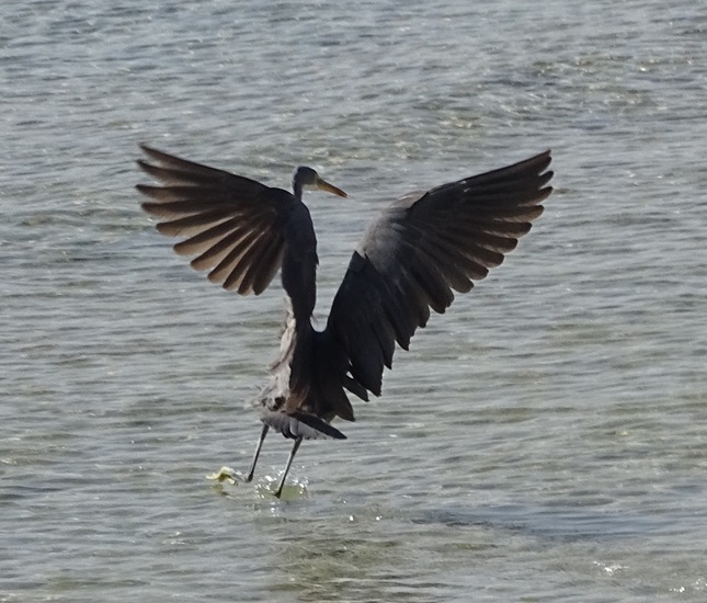 Westelijke Rifreiger.