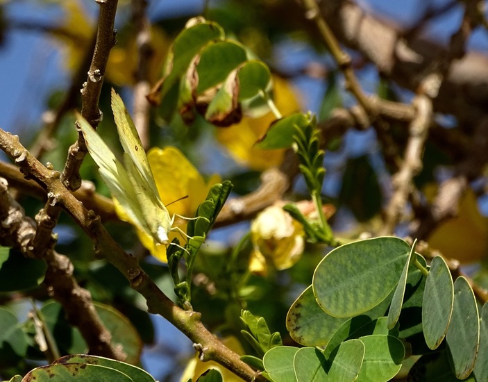 Gele Luzerne vlinder.