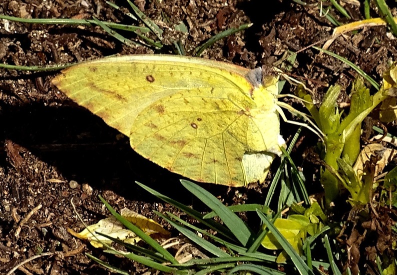 Gele Luzerne vlinder.