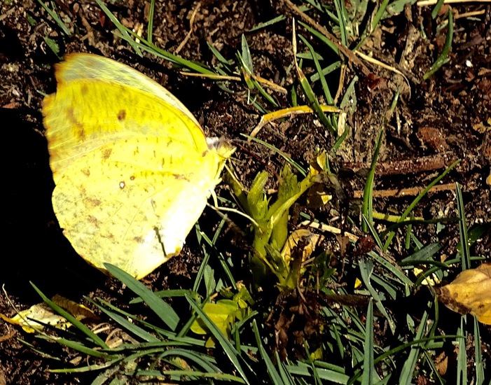 Gele Luzerne vlinder.