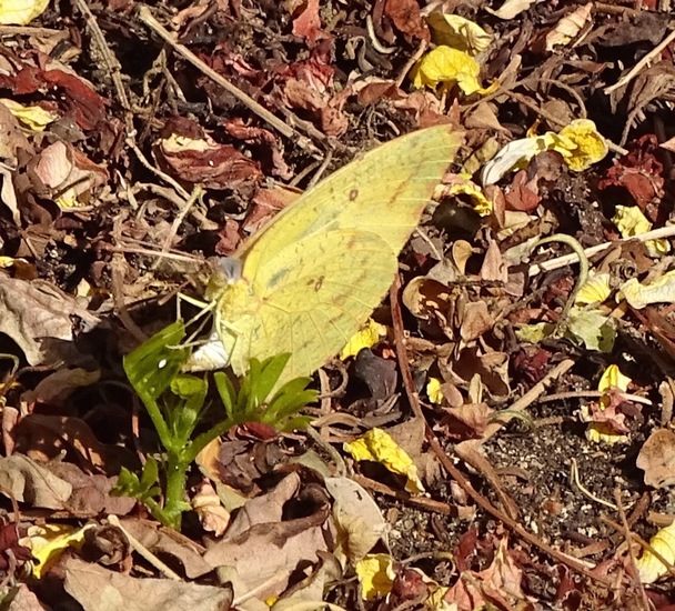 Gele Luzerne vlinder.