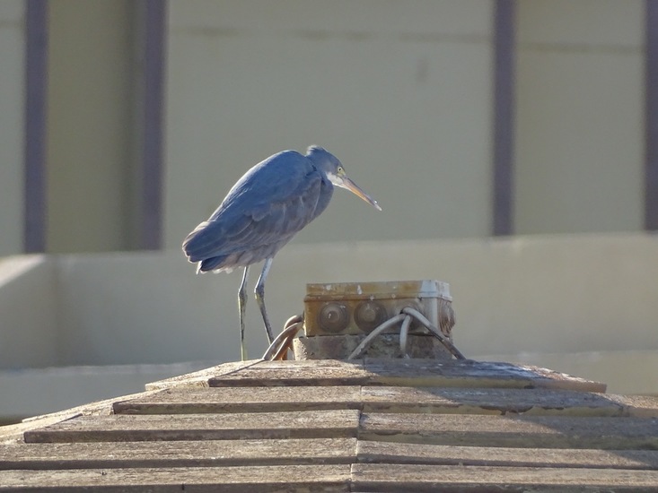 Westelijke Rifreiger.