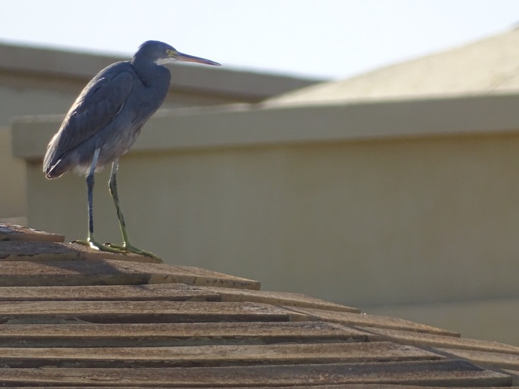 Westelijke Rifreiger.