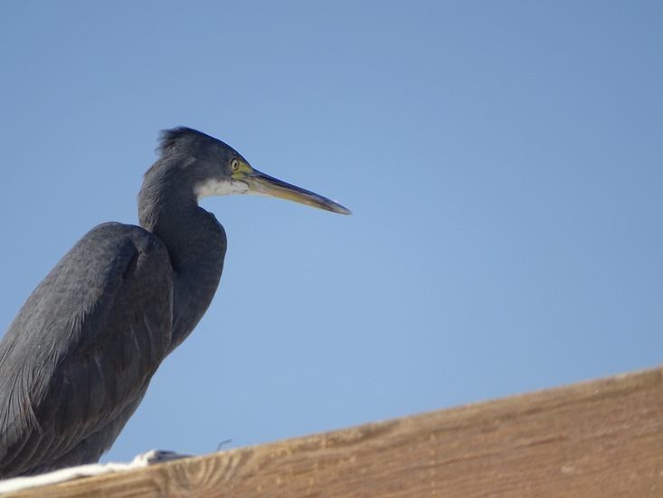Westelijke Rifreiger.