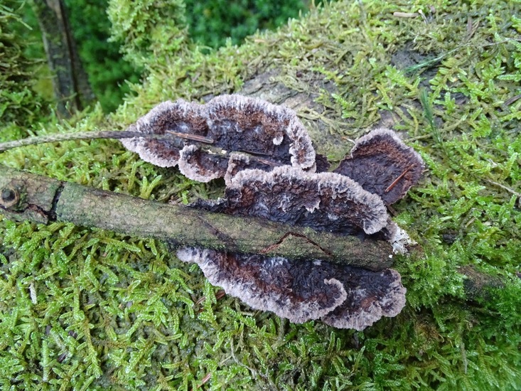 Paarse eikenschorszwam.