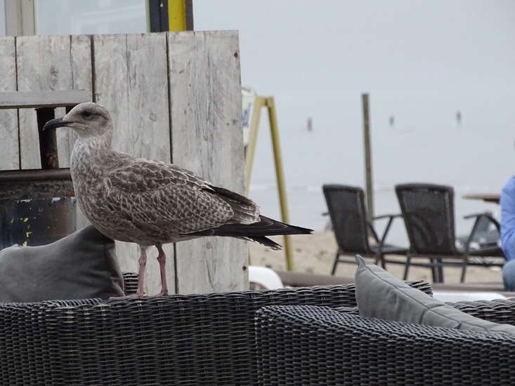 Zandvoort, sept. 2016.