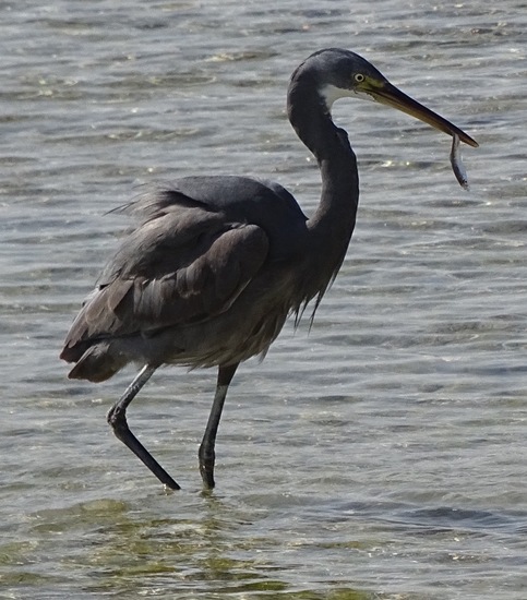 Westelijke Rifreiger.