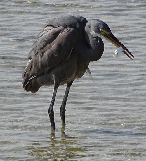 Westelijke Rifreiger.