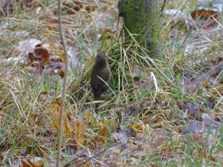 Wandeling boomkikkerpad.