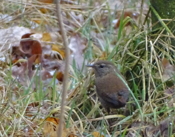 Wandeling boomkikkerpad.