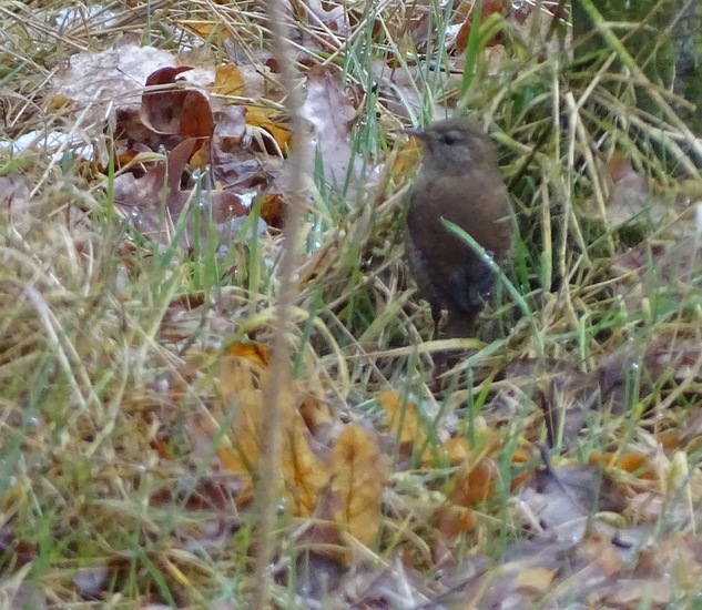 Wandeling boomkikkerpad.