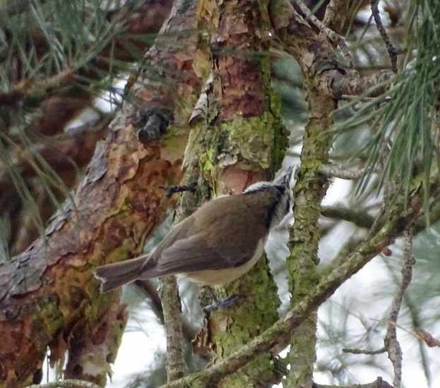 Wandeling boomkikkerpad.