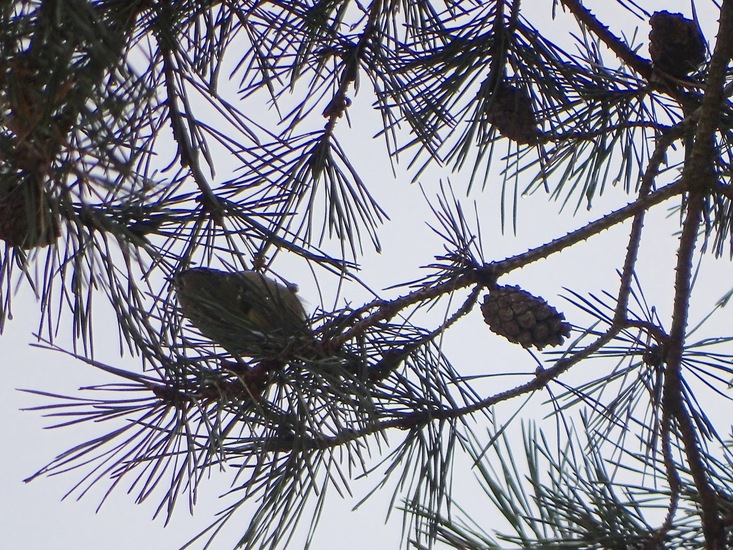 Wandeling boomkikkerpad.