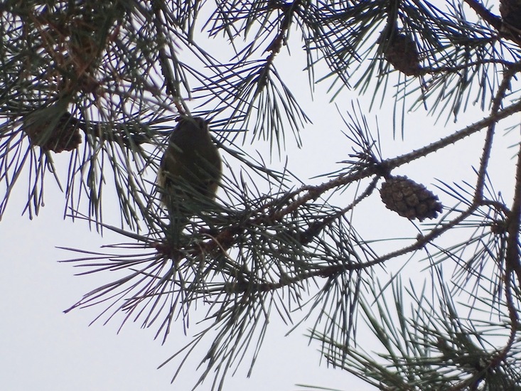 Wandeling boomkikkerpad.