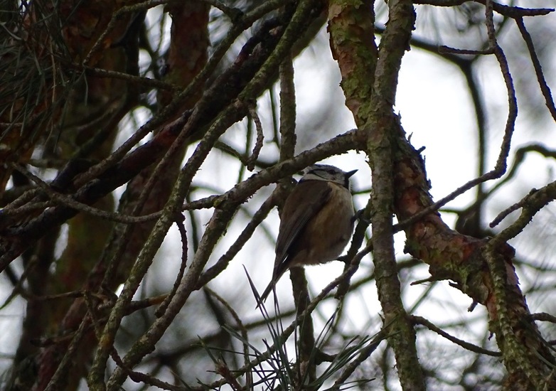 Wandeling boomkikkerpad.
