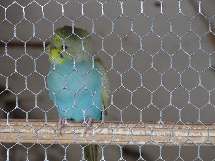 Wandeling boomkikkerpad.