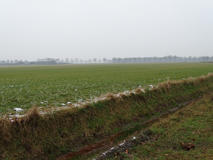 Wandeling boomkikkerpad.