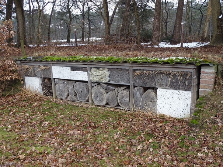 Wandeling boomkikkerpad.