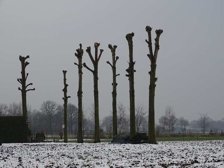 Wandeling boomkikkerpad.